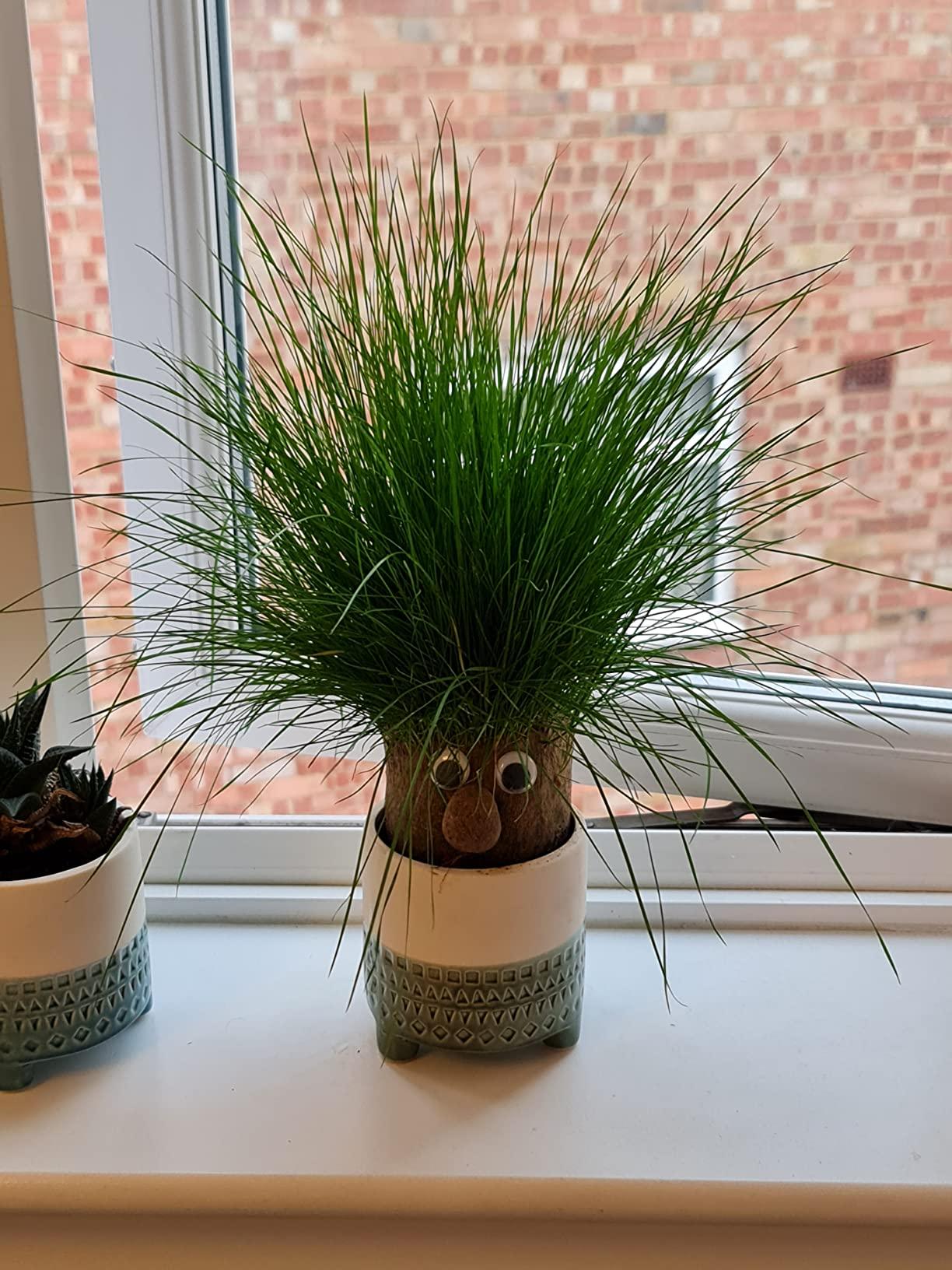 Mr. GrassHead | Fun Growing Grass | Buy 3 & Get a Mystery Gift 🎁